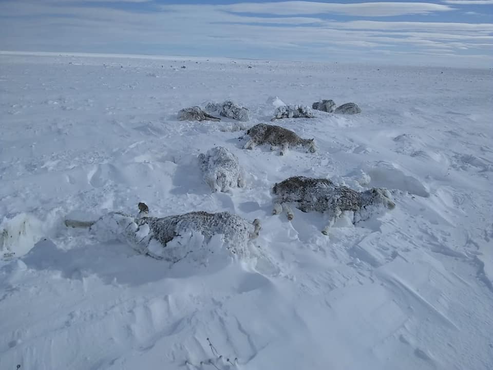 LA intensan nevadas causaron la mortandad de miles de ovejas, cabras y vacunos. (foto: gentileza)