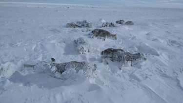 LA intensan nevadas causaron la mortandad de miles de ovejas, cabras y vacunos. (foto: gentileza)