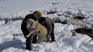 Weretilneck pidió “una ayuda extraordinaria” para productores ganaderos afectados por las nevadas
