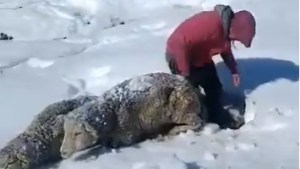 Buscan salvar la mayor cantidad de animales en la zona de Comallo