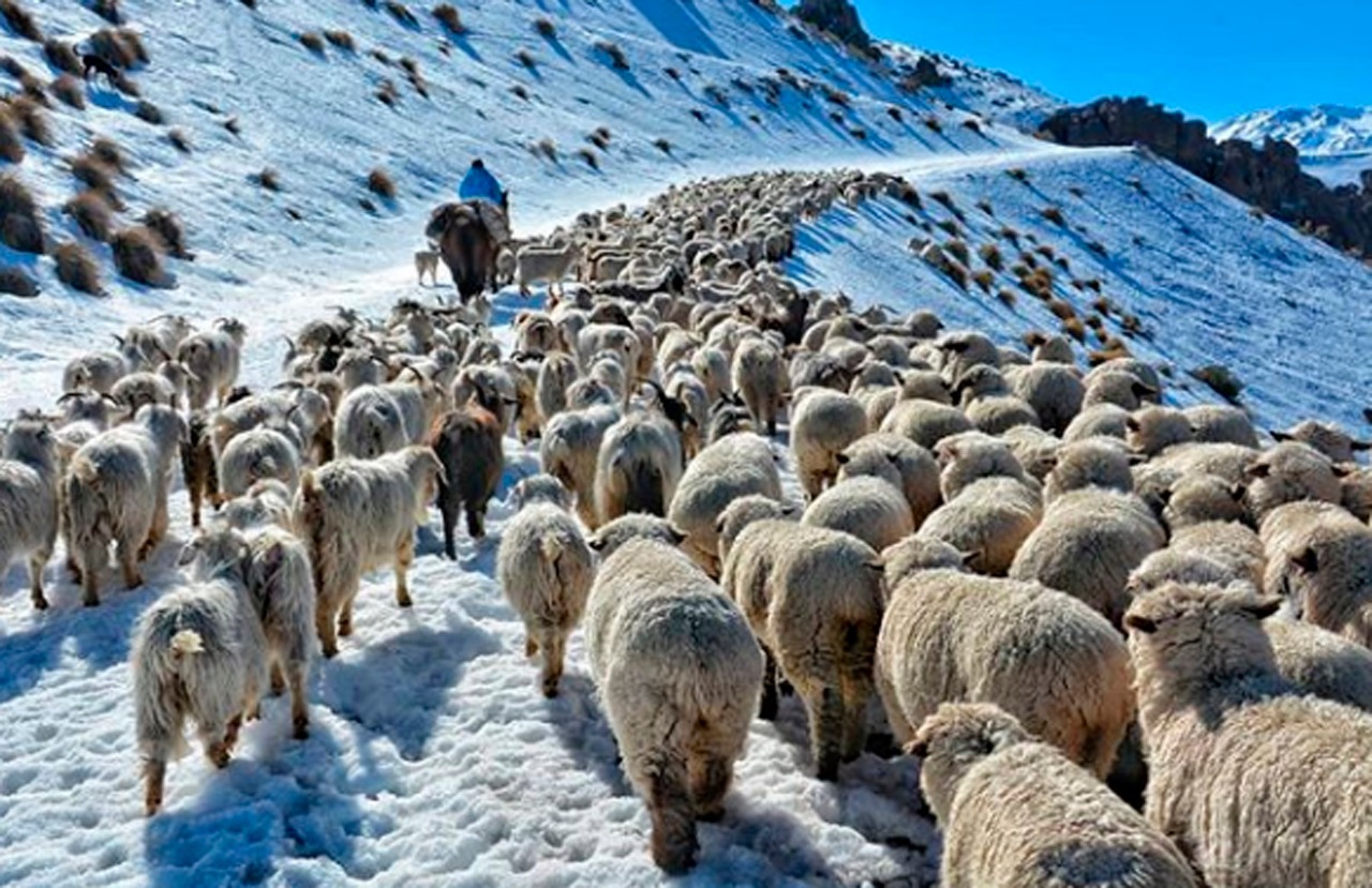 Las familias rurales neuquinas se dedica a la ganadería caprina como crianceros. Foto: Archivo (Gentileza: Martín Muñoz).