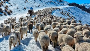 Las nevadas afectaron a 4.000 familias rurales en Neuquén