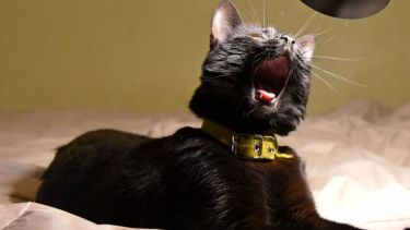 Lunes de fiaca.  Foto: Flor Salto. ¡No te olvides! Podés sumar la foto de tu mascota a través de las redes sociales.-