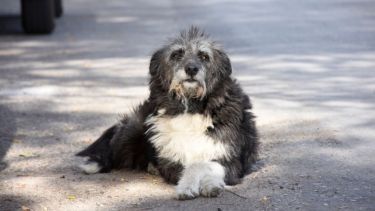 ¿El ejercicio de hoy? Buscar el solcito. Foto: Flor Salto. ¡No te olvides! Podés sumar la foto de tu mascota a través de las redes sociales.-