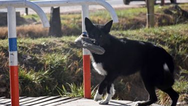 ¡Sorprendido! Foto: Flor Salto. ¡Podés sumar la foto de tu mascota a través de las redes sociales!- 