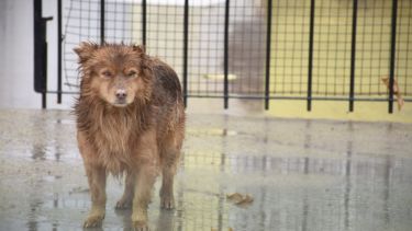 A mantenerse abajo de los techitos. ¡No te olvides! Podés sumar la foto de tu mascota a través de las redes sociales.-