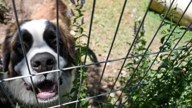 A él le gustan los días templados, así que los disfruta. Foto: Flor Salto.  ¡Podés sumar la foto de tu mascota a través de las redes sociales!-