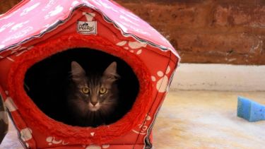 El michi evita despeinarse con el viento. Foto: Flor Salto. ¡Podés sumar la foto de tu mascota a través de las redes sociales!-