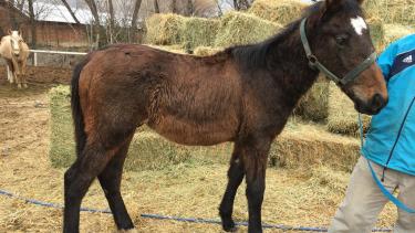 El Municipio intervino y puso al potrillo en adopción. (Gentileza).-