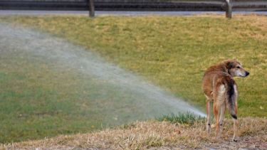 Aún no es momento de tirarse al agua. Foto: Flor Salto. ¡No te olvides! Podés sumar la foto de tu mascota a través de las redes sociales.-