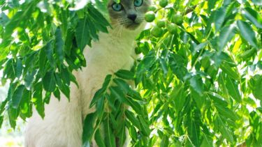 ¿Aprovechamos el solcito hoy? Foto: Flor Salto. ¡No te olvides! Podés sumar la foto de tu mascota a través de las redes sociales.-