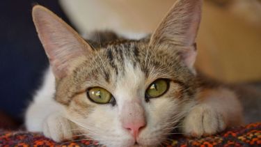 Foto: Flor Salto. ¡No te olvides! Podés sumar la foto de tu mascota a través de las redes sociales.-