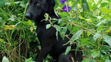 Algunos quieren que llegue la primavera. ¡No te olvides! Podés sumar la foto de tu mascota a través de las redes sociales.-