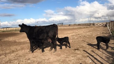 Un hecho poco habitual ocurrió en un campo de la cabaña JOTACE. Foto: Gentileza.