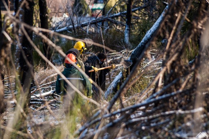 Restauran un bosque que se incendió en 2018. Se plantan nuevas especies autóctonas. (Foto: Gentileza)