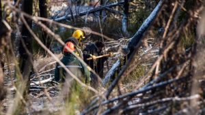 Restauran un bosque incendiado en San Martín de los Andes, en 2018