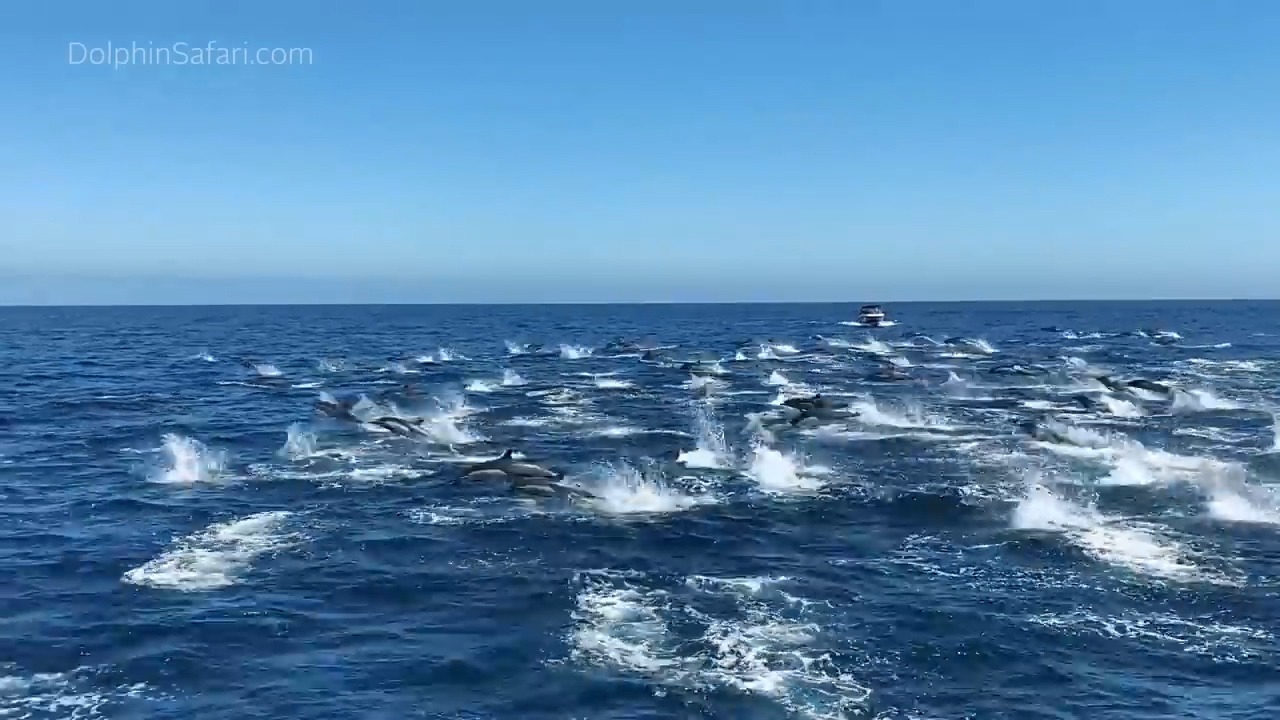 El salto de los delfines al sur de California. Captura de video.