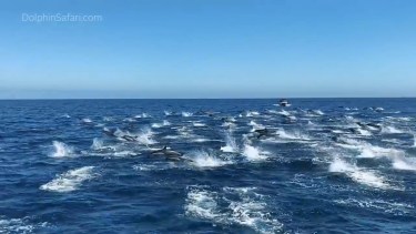 El salto de los delfines al sur de California. Captura de video.
