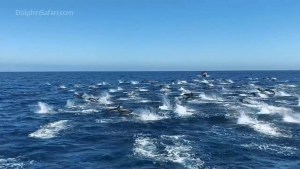 Video: mirá la estampida de unos 300 delfines al sur de California