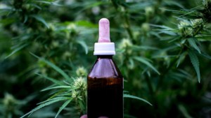 Plottier prepara su legislación para el autocultivo de cannabis