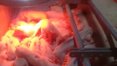 Récord de nacimientos en la Granja Porcina Catriel