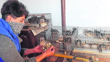 Es un producto de alto poder nutritivo. Se vende a un precio razonable, pero no es común conseguirlo en los comercios tradicionales.