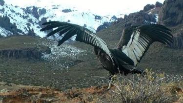 El cóndor hembra fue liberado el viernes por personal de Fauna y de Parques Nacionales que lo recuperó. Gentileza