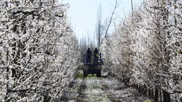 La Cámara de Productores ya está otorgando permisos de circulación a chacareros de Regina. (Foto archivo)