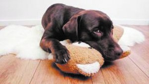 Embarazo psicológico: por qué sucede y cómo detectarlo