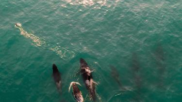 El grupo de orcas se vio desde la costa. Foto: gentileza Matías Acuña.