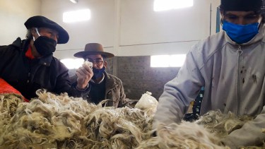 Los valores conseguidos por los productores locales llegan al 70  % de los precios internacionales del Mohair. Foto: gentileza
