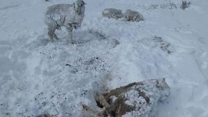 Estiman la mortandad de 100.000 ovejas por las nevadas en la Región Sur