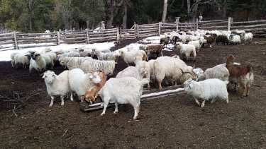 Uno de los pobladores registró más de 50 animales muertos durante el invierno. Foto: gentileza