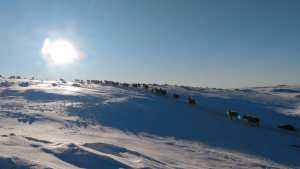 El drama en la nieve que vive una familia de crianceros olvidados