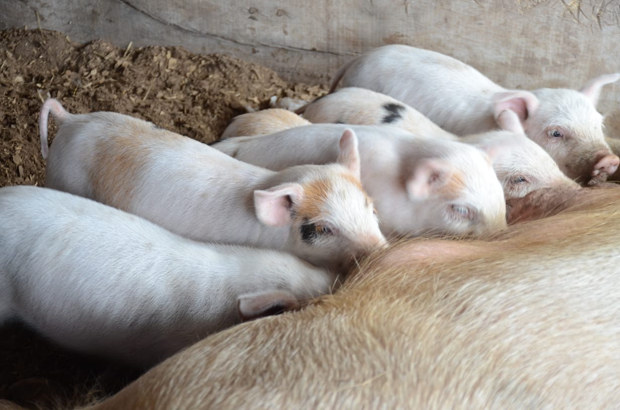 La "Jornada Nacional Socioambiental" reclama la ley de Humedales y repudia el acuerdo con China para criar cerdos y el Plan 2020-2030. Archivo: Yamil Regules