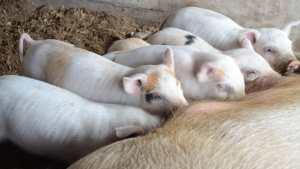 Subsidiarán la producción porcina en Neuquén