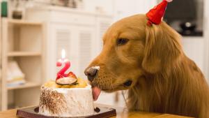 Ideas para agasajar a tu mascota en su cumpleaños