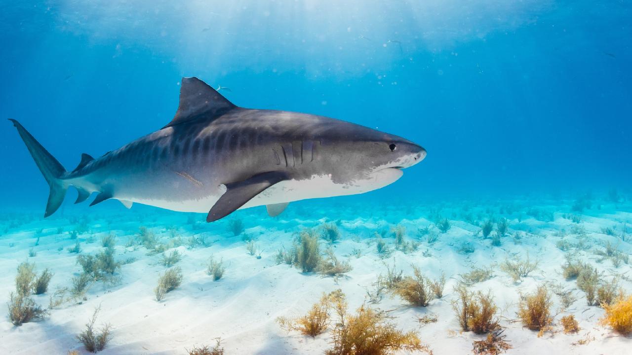 En playas como El Cóndor, Bonita o Ensenada, los pesqueros tradicionales de la costa rionegrina enganchan “gatuzos”, que son crías de tiburones de unos 30 centímetros, y los dejan tirados en la playa. Los talleres de sensibilización ayudarán a crear conciencia sobre el rol de los tiburones en el ecosistema del mar. 