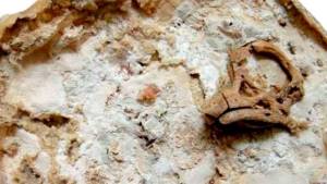 Rescatan de un remate en New York embriones de un dinosaurio de Neuquén