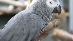 Por insultar a los visitantes, un zoológico británico aisló a cinco loros