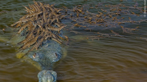 Imagen de Papá cocodrilo con sus crías en el lomo se postula para ser la foto del año