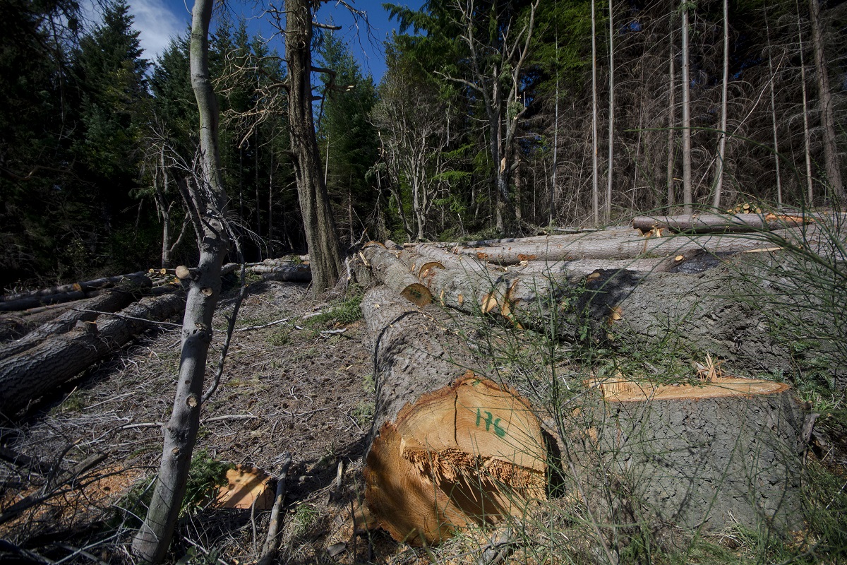 La tala de árboles se multiplica en el oeste de Bariloche