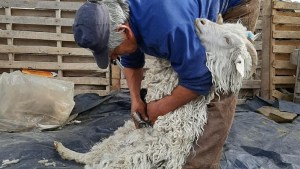 El inicio de la esquila plantea más dudas que certezas