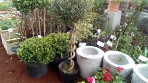 Un mes ideal para renovar el jardín: el consejo de una experta en el tema