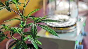 Cannabis medicinal: autorizan a las ONG a cultivar plantas para hasta 150 pacientes