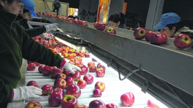 La mayor demanda energética en la cosecha es durante el verano.