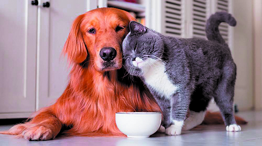 Perros y gatos suelen ser los principales transmisores de la rabia a humanos.