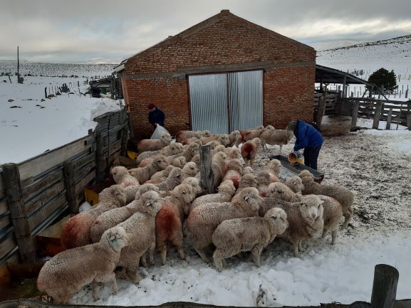Las intensas nevadas de este invierno causaron la muerte de miles de ovejas y cabras. (Foto: José Mellado)