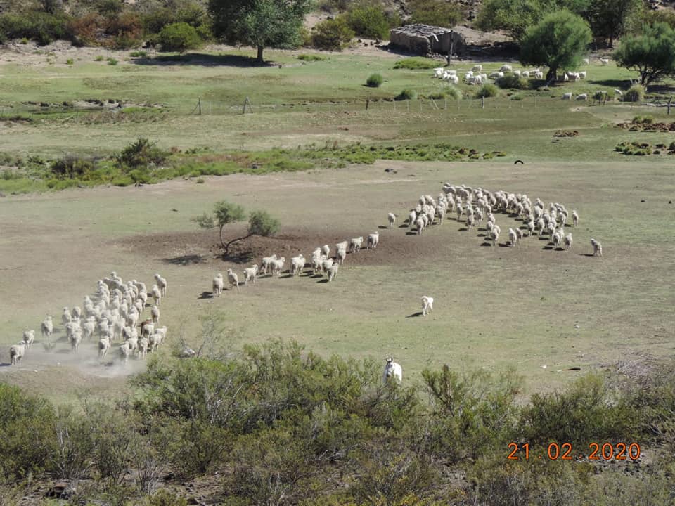La organización nuclea productores ovinos, caprinos y bovinos de la zona de Valcheta. (Fotos: gentileza)