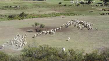 La organización nuclea productores ovinos, caprinos y bovinos de la zona de Valcheta. (Fotos: gentileza)
